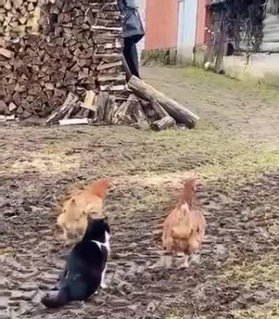 Come here you chicken