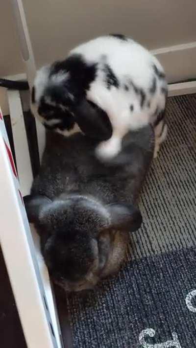 When your friend is sleeping but you want to do something (she's fixed and is just weird)