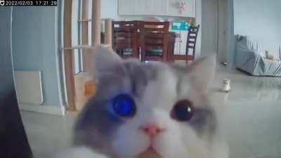 Cat noticing the camera placed in the room