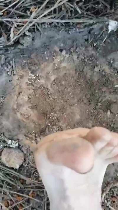 Crushed the whole colony