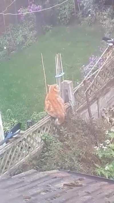 Let's teach this putty-tat a lesson