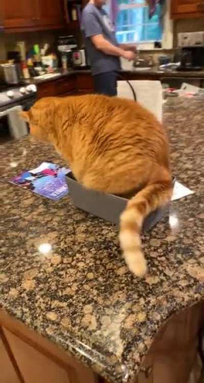 Cheeto tries and fails to sit in a small basket