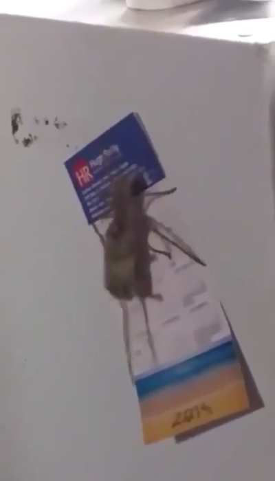 Spider holding a mice
