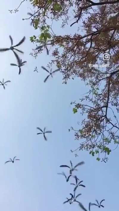 🔥 Helicopter seeds falling from a Shorea Siamensis tree 🔥