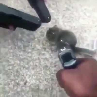 chicago (fuck you the caption is the post)