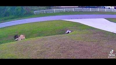 A kid's pet dog saves him from a dog attack