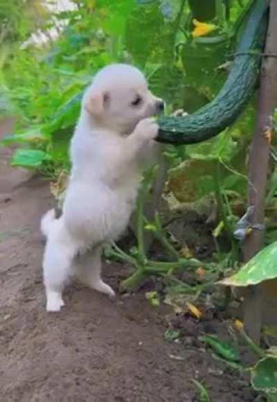 When you catch a dog stealing food