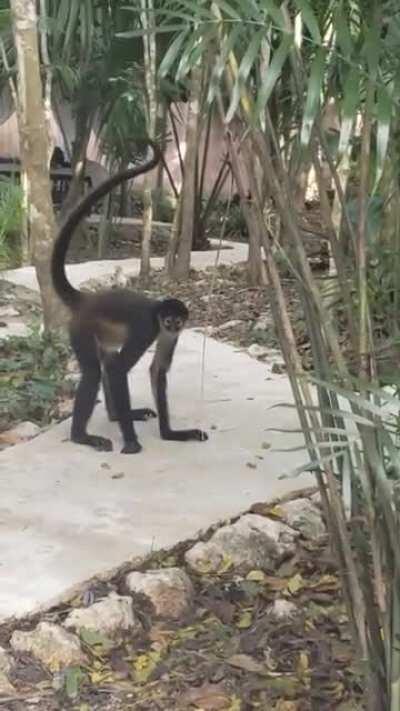 Yucatán monkey came down out of the trees at our jungle massage.