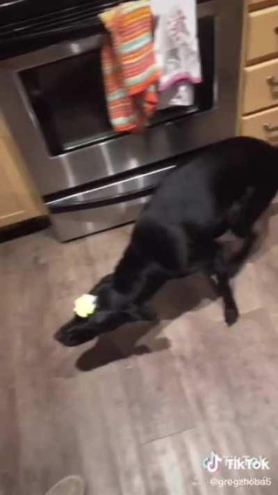 Butter dog 😎😎👌