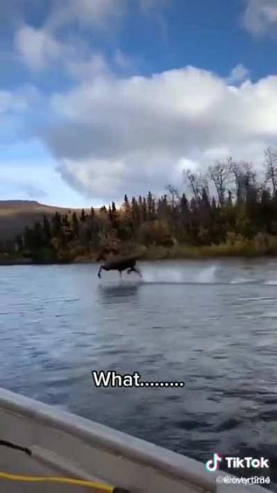 Frozen 2 live action be like: