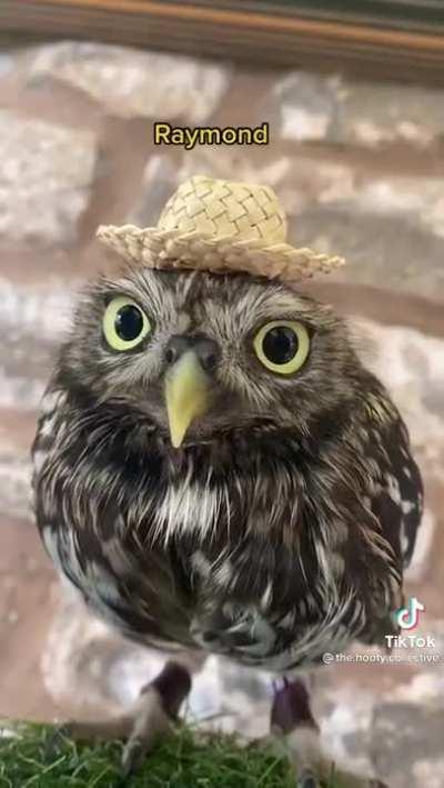 Just the Owls ❤️