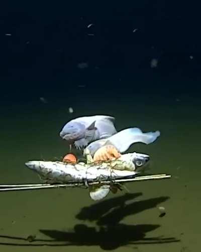 Finding the world's deepest fish