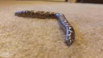 Carpet noodle tries to hide