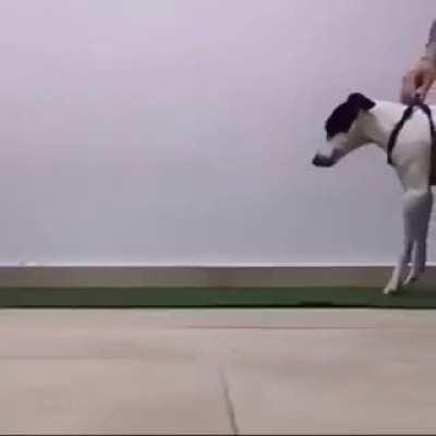 Disabled pup learns to walk again