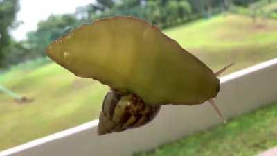 Ripple back to front to move forward