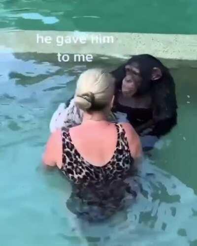 A Chimp Guiding A Baby Tiger To Safety, They Really Are Like Us Humans!❤️