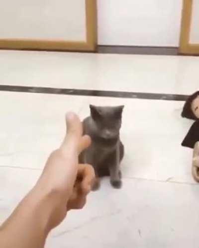 And the Oscar goes to the Kitty