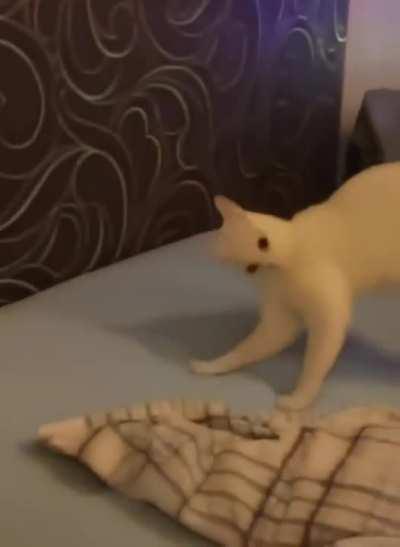 CATastrophic error encountered