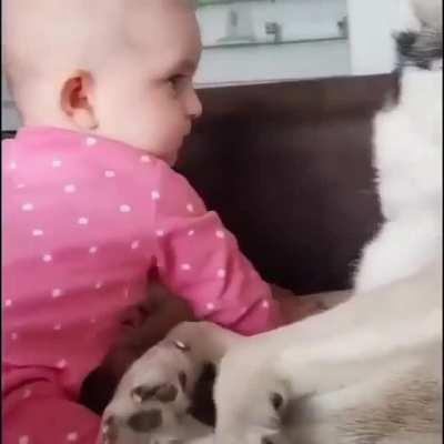 Husky being done with life