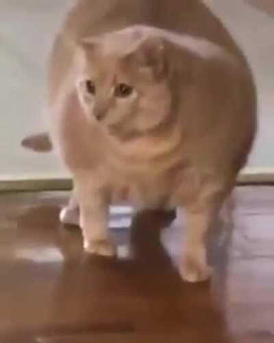 Dat a thicc ass boii !