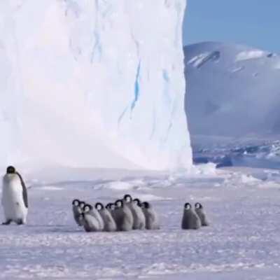 🔥 Penguins on a morning stroll 🔥