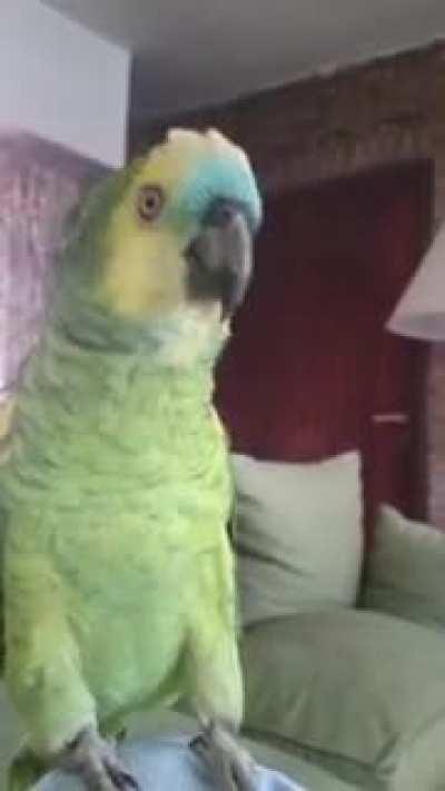 kkkkkk papagaio whatsap kkkkk