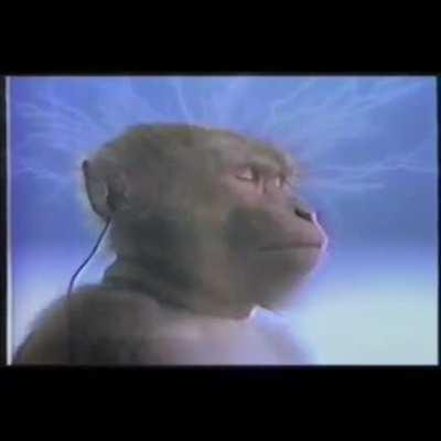 Monke becomes maopilled