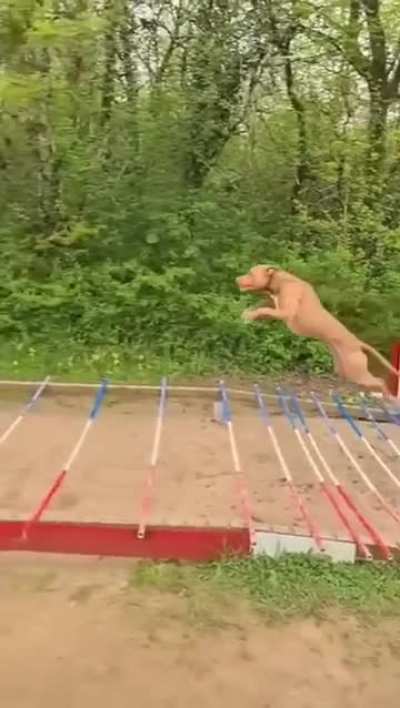 Pitbull long jump