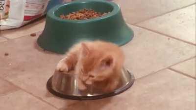 My Dad was watching the kitten yesterday and sent me this video of her in her new nap spot…