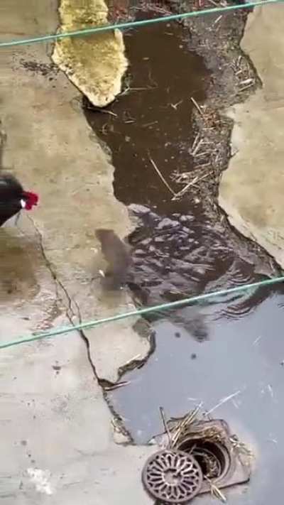 Rat vs rooster. Don't mess with the cocks