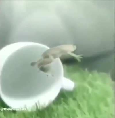 French people be like