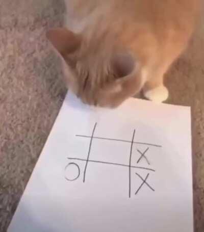 3 in a row with a cat