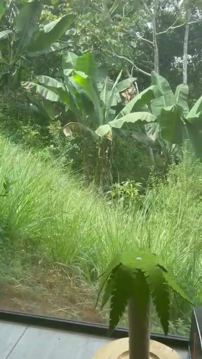 This may well be a unique experience… My dog won’t stop barking and whining at my sloth 🥲