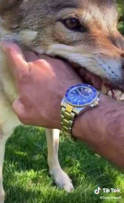 Did he just slapped the wolf?