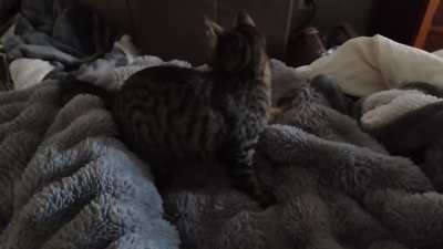 Poor baby was minding her own business when her tail suddenly launched a vicious attack on her