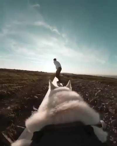 Another great camera dog! :D