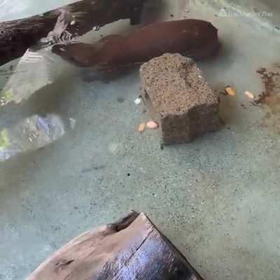 Pacas are slow and cumbersome on land, but they are excellent swimmers, and will head to the water to escape predators, like jaguars, pumas, and bush dogs. They can stay underwater for several minutes.