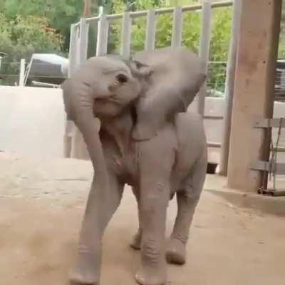 Baby elephant is happy to see you