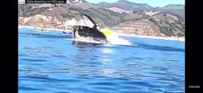 Whale comes out of nowhere