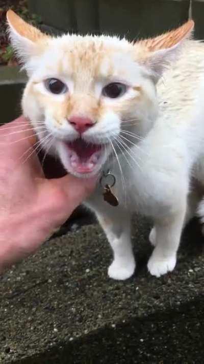 Meet Coco. Neighbour&rsquo;s cat that escaped her crate and home after a vet visit.