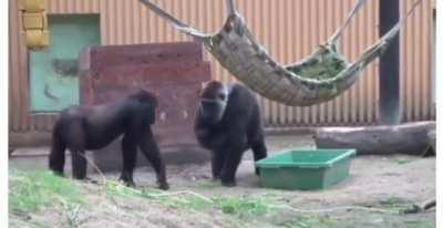 Baby gorilla jealous at baby brother, mom has enough of his BS