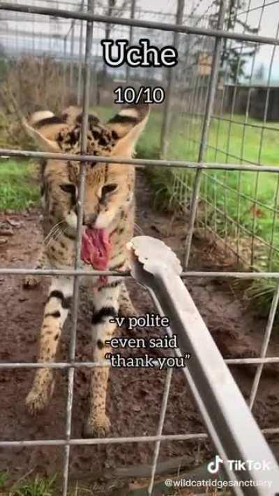 My personal favorite is Ziva