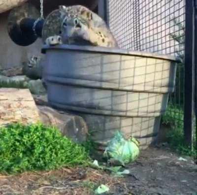 He, das ist mein Kohl!