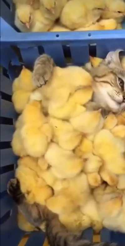 This is just so adorable