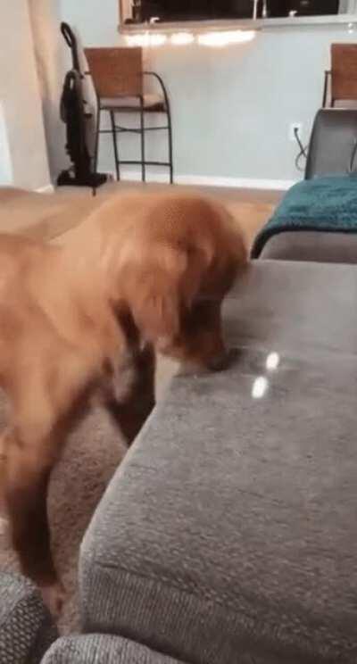 A rare golden Woodpecker