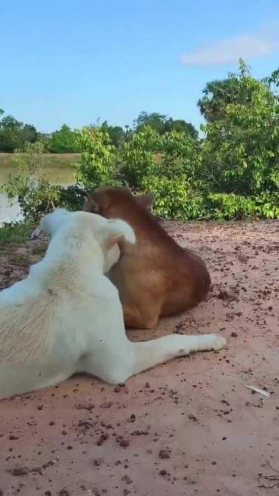 Monkey didn't like two dogs sleeping peacefully 