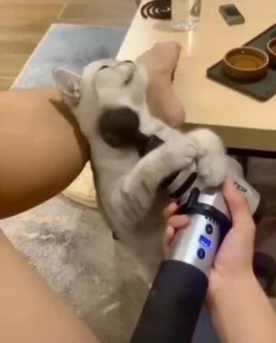 I'm having a Spa day meow!