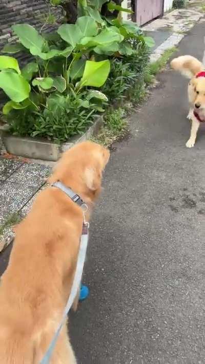 Two types of golden 😂