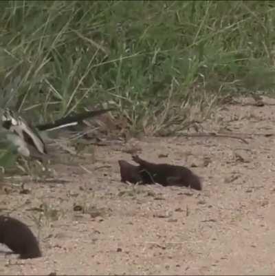 I'm dead, I'm really dead...