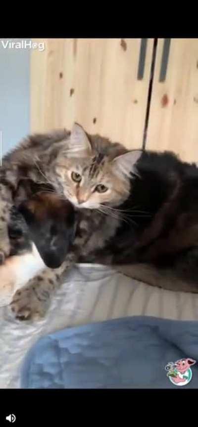 the human said the magic word